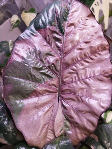Alocasia Yucatán Var (pink)