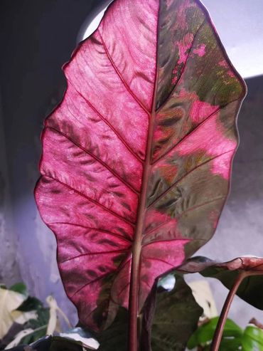 Alocasia Yucatán Var (pink)
