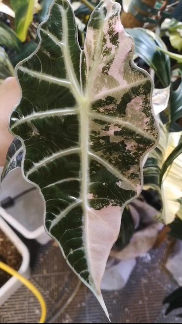 Alocasia Polly Albo (pink)