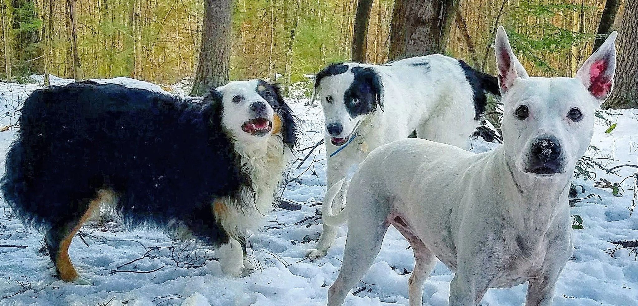 canine cottage boarding