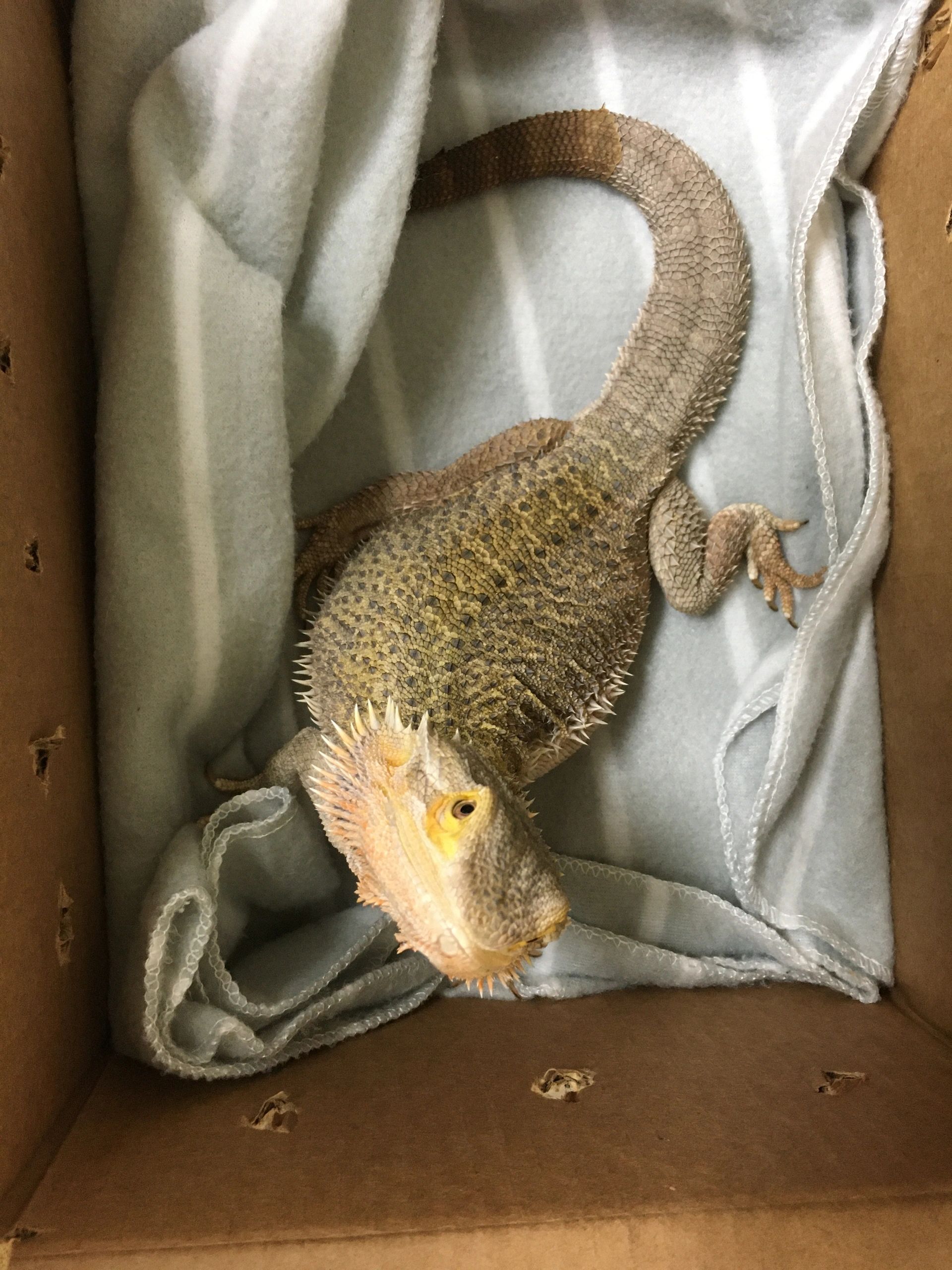 Caring For Your Bearded Dragon