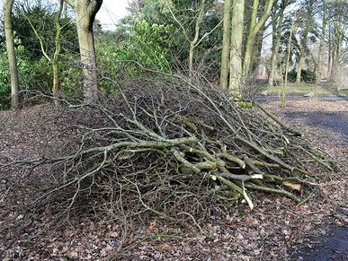 Pile of cut branches and twigs on a forest floor.