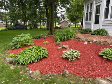 A garden bed with various green plants and red mulch.