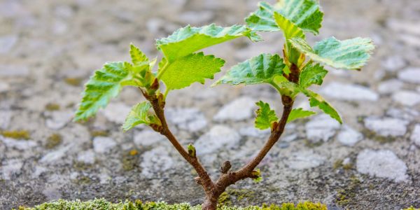 Young plant sprouting on rocky ground.