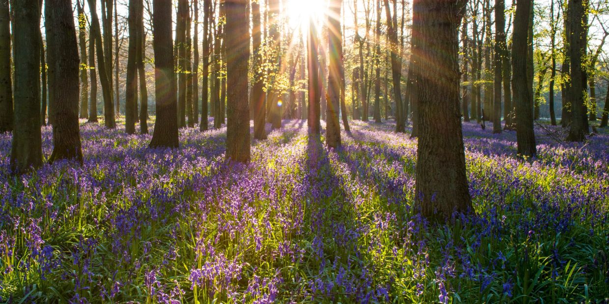Sunlight shines through forest trees onto a bed of purple flowers.