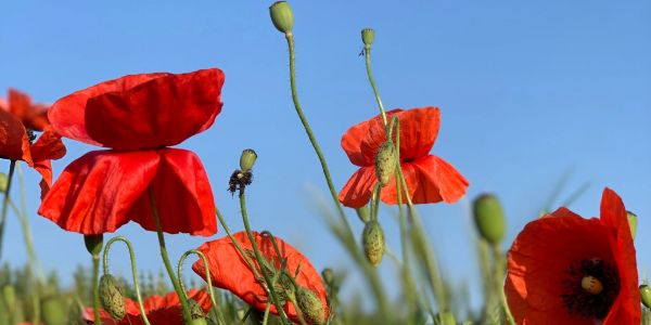 Red poppies against a clear blue sky.