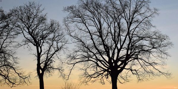 Silhouetted bare trees during sunset.