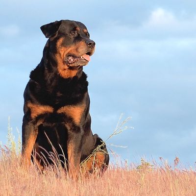 Rottweiler dog sitting in brown grass outdoors 