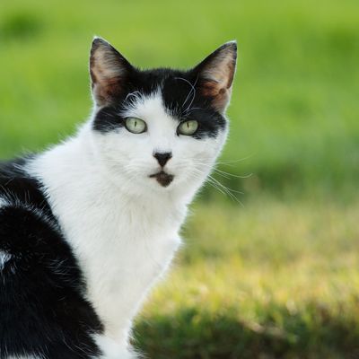Pet sitter with black and white cat sitting outside in grass