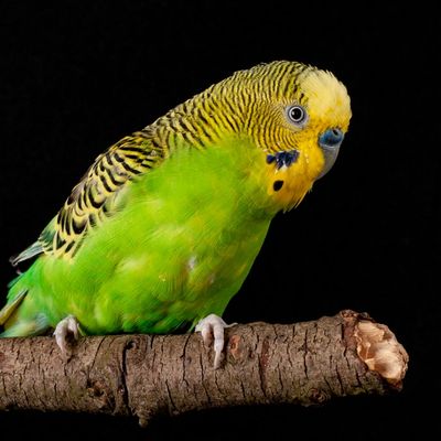 green parakeet sitting on a branch