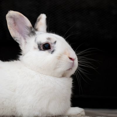 white rabbit on black background