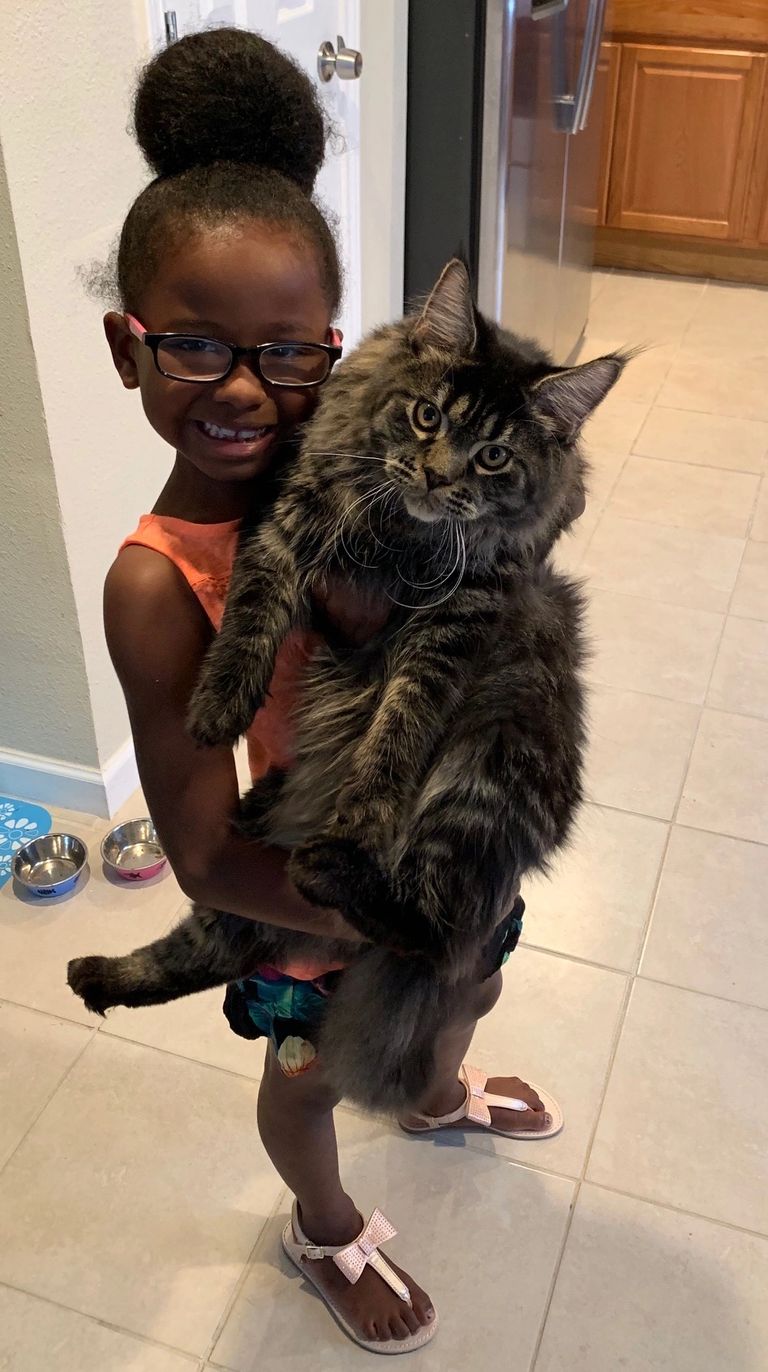 Maine Coons, Houston, Tx