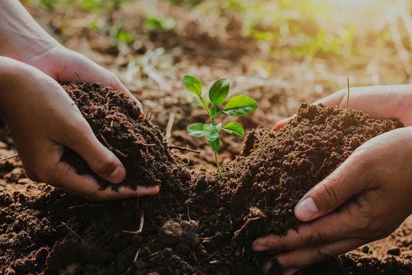trabajar la tierra con amor