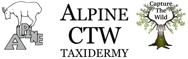 Alpine CTW Taxidermy