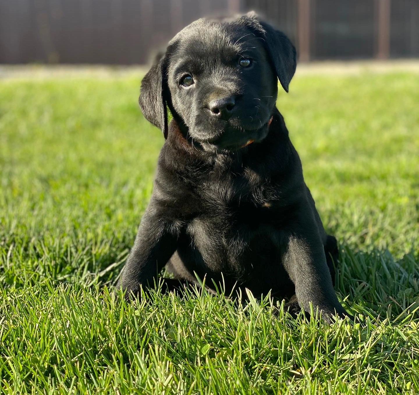 pictures of black lab puppies