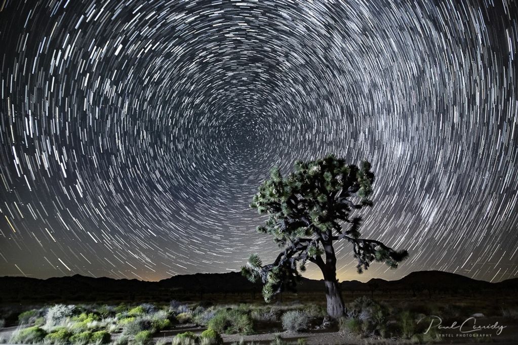 Wilbur, Joshua Tree National Park, 400 years old, Time Lapse, Milky Way, fine art image