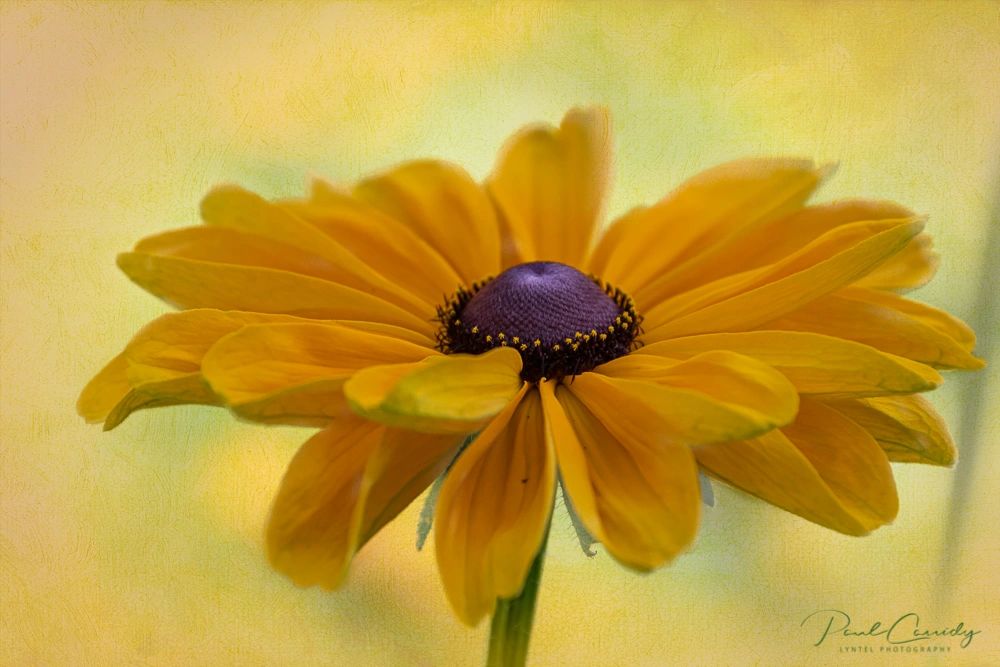 Gloriosa Daisy (Black-Eyed Susan) Rudbeckia hirta, Asteraceae, orange-yellowish rays, prominent purp