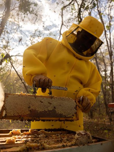 beekeeper pulling aroeira honey frames, pure honey, raw honey, aroeira honey, brazilian honey
