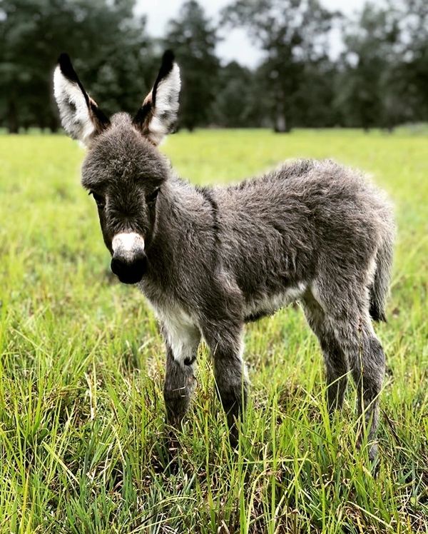 Available Mini Cows  Live Oak Mini Ranch