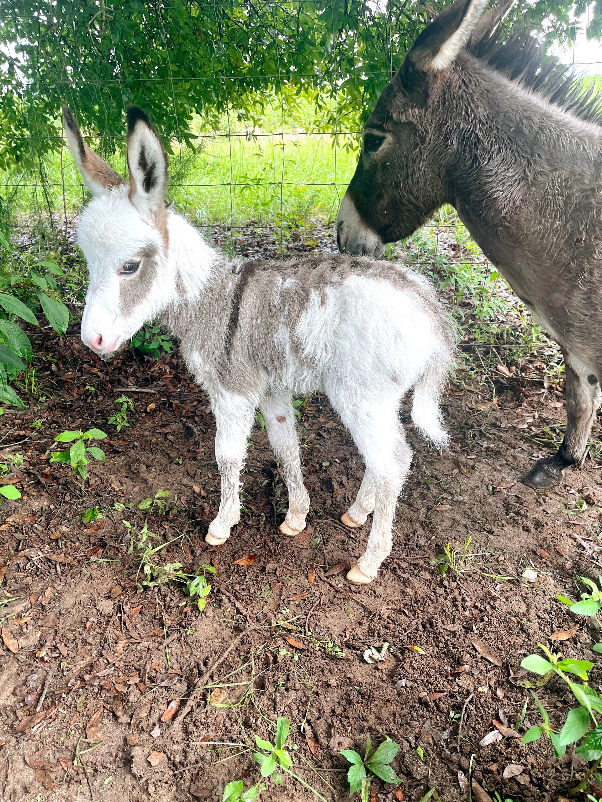 SOLD
Paint Jack born 7/24/21 
Mom is 32” and Dad is 31” tall