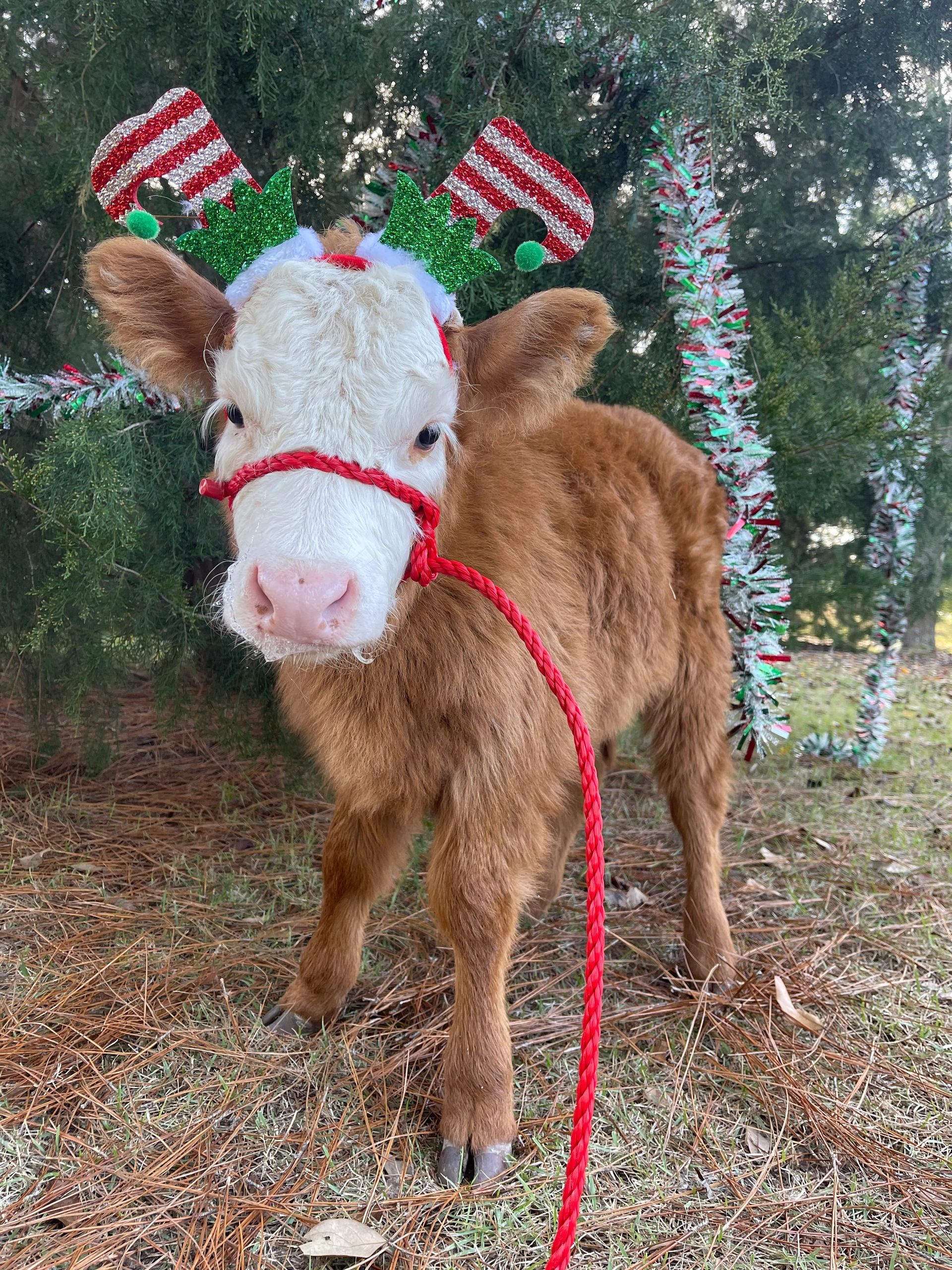 Available Mini Cows  Live Oak Mini Ranch