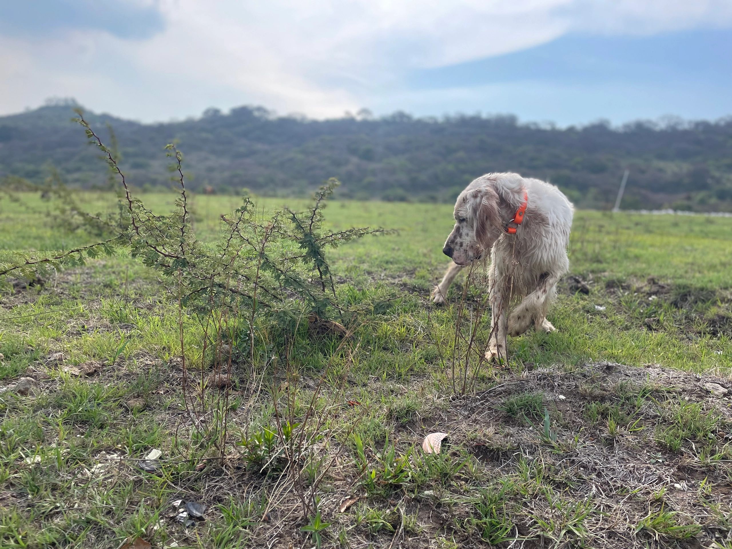 Perro Rol El Rol Zootécnico de los Perros: Una Tradición Perdida