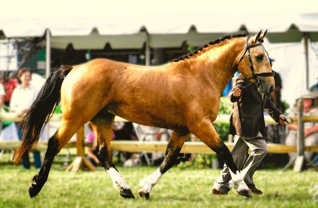 Nugget at Upperville 2024
