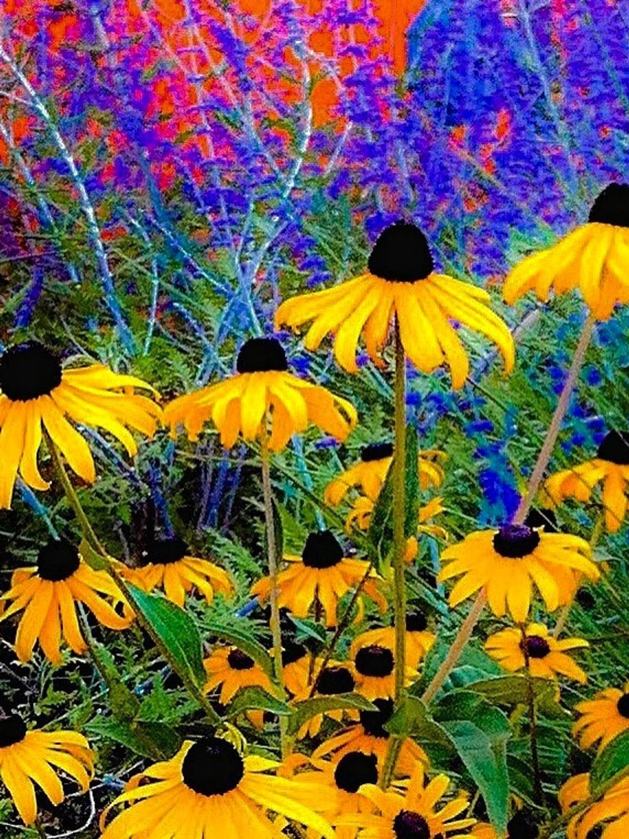 Terry Blair Photography