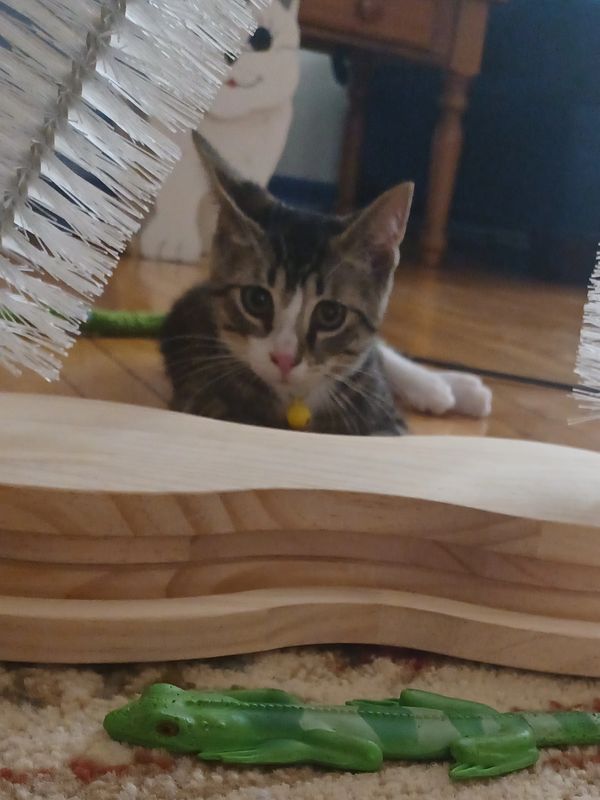 Jax