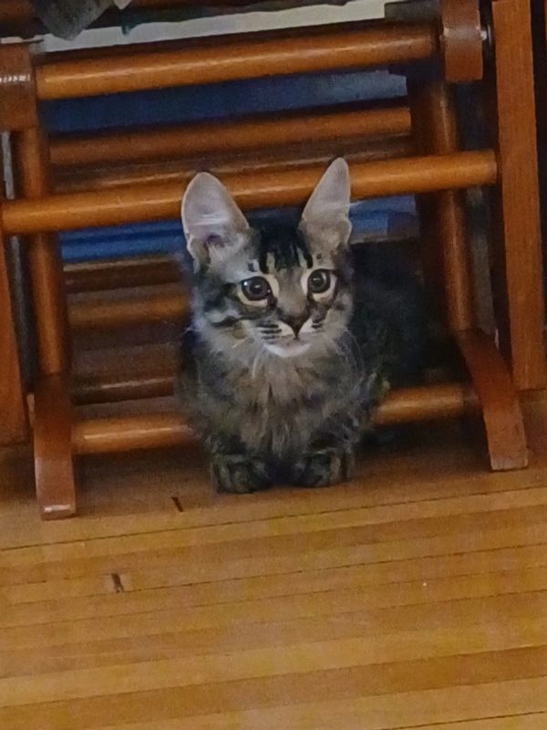 Ronan