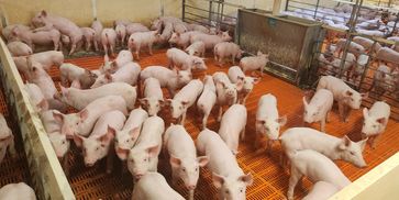Piglets in a clean pen at a swine facility using PigPros solutions