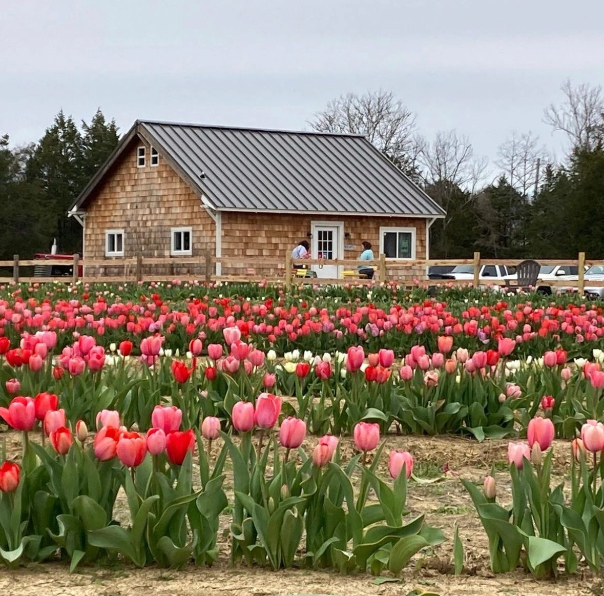 Tulip field and gift shop