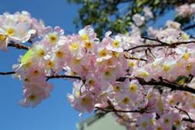 sakura (cherry) blossoms, Hokkaido, Honshu, Shikoku, Kyushu, Tokyo, sumo, traditional festivals