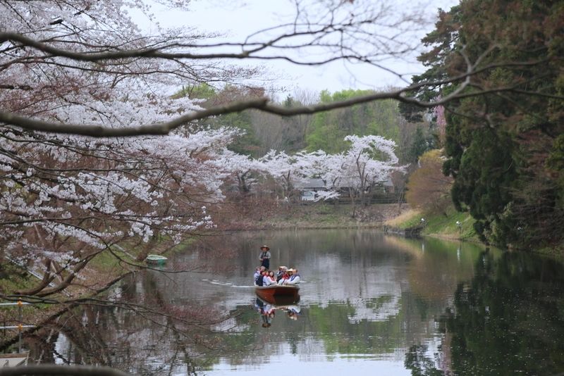 Cherry Blossom time in Japan