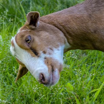 curious goat doe looking ground investigating watching kiko 
