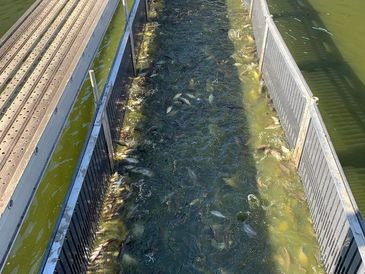 Largemouth bass production Glennon Fish Farms Inc. Malone Lake Fish Hatchery