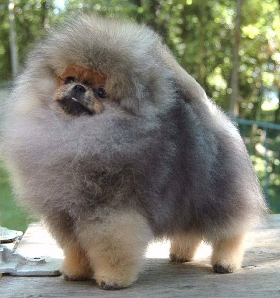 Pomeranian Pekingese - Alexandroff Pomeranians | alexandroff ...