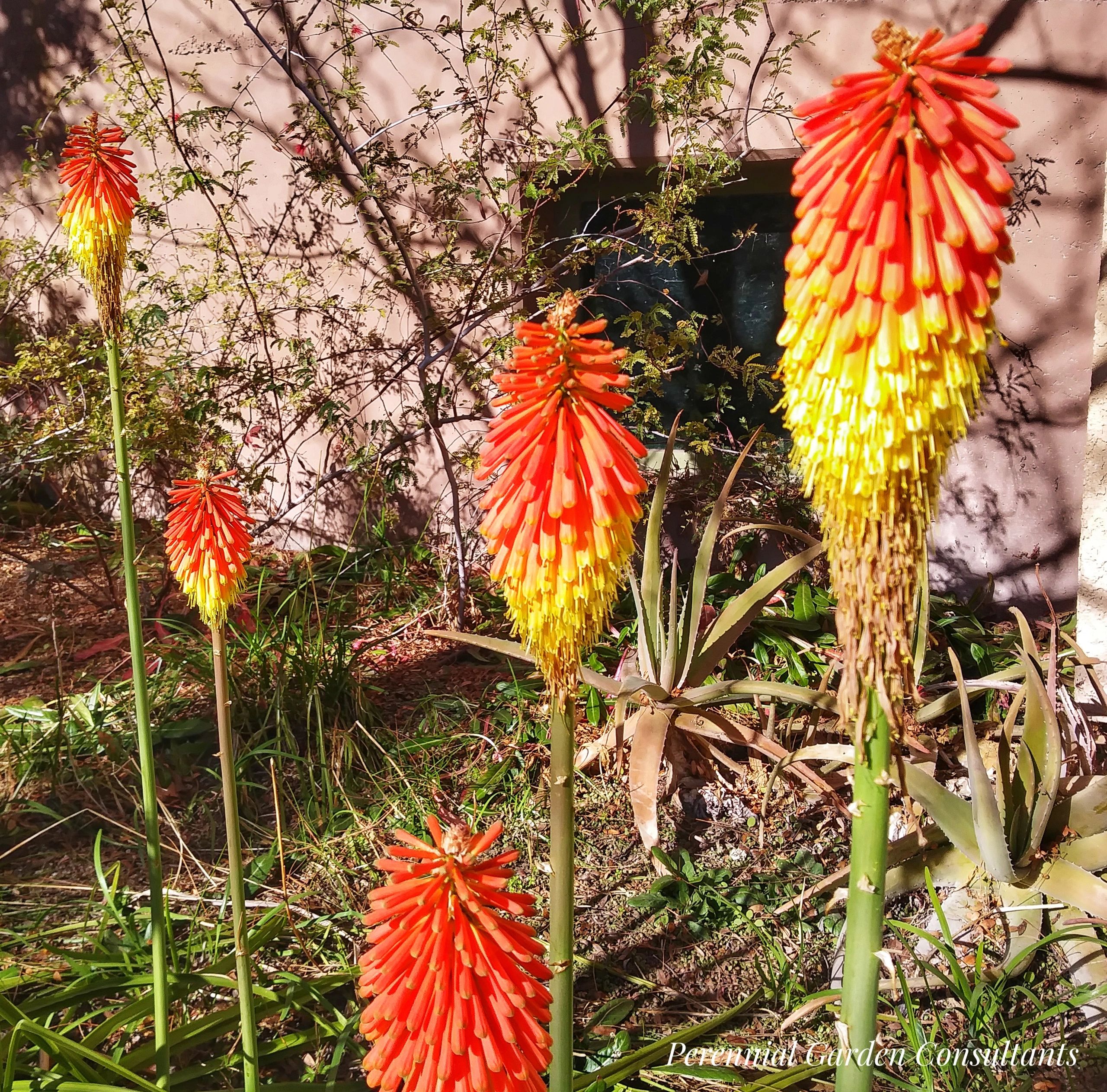 Winter Blooming Desert Flower in Garden