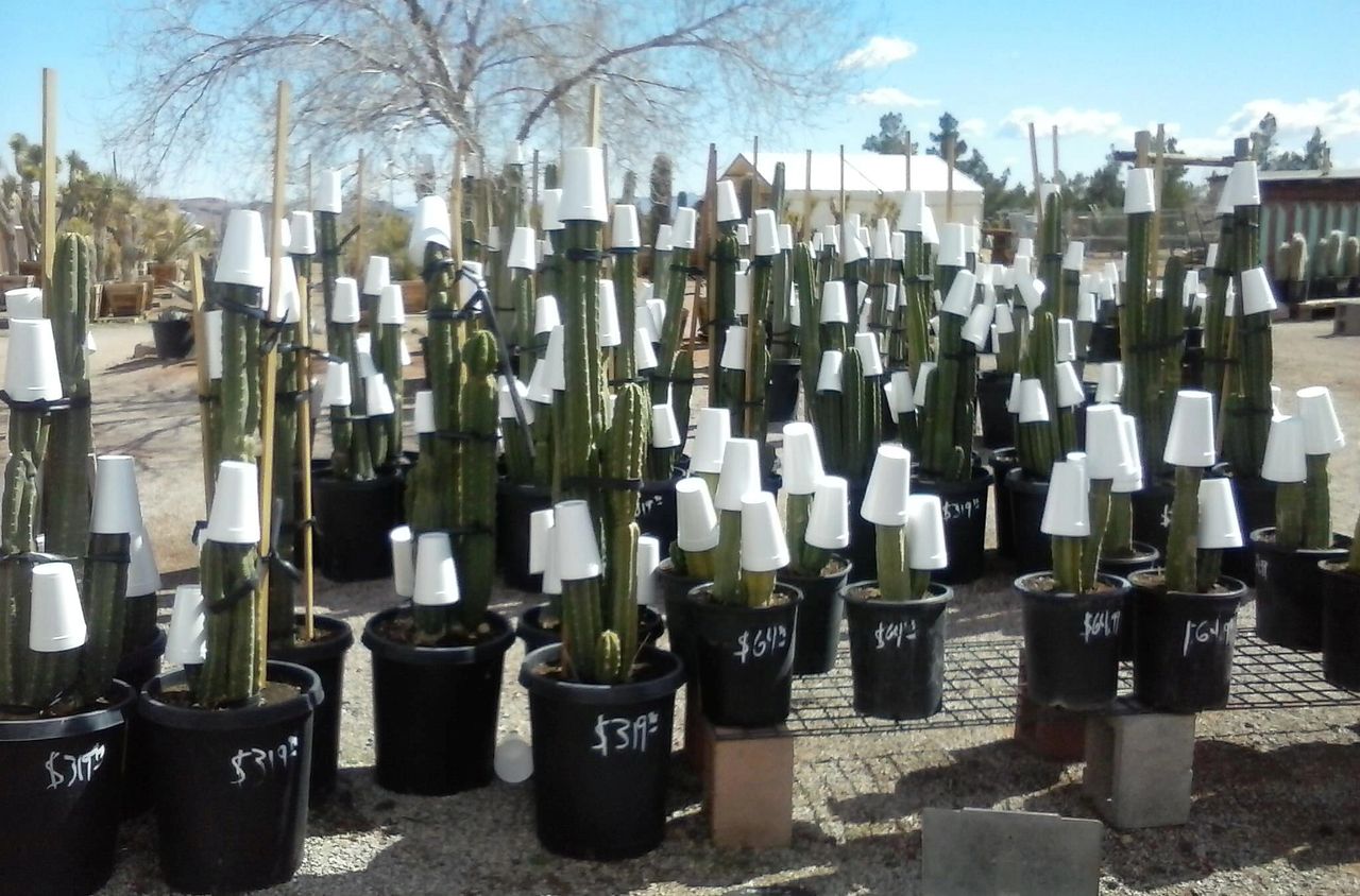 How Cold-Hardy Are My Succulents? Part I
