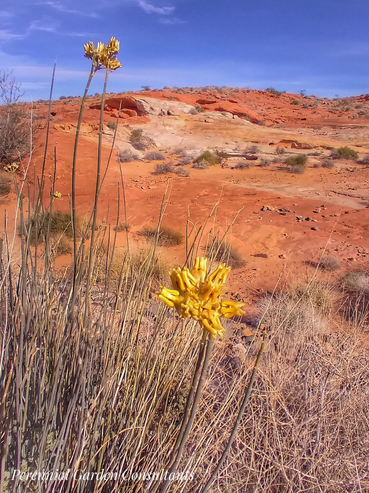 Winter Blooming Desert Flower in Garden