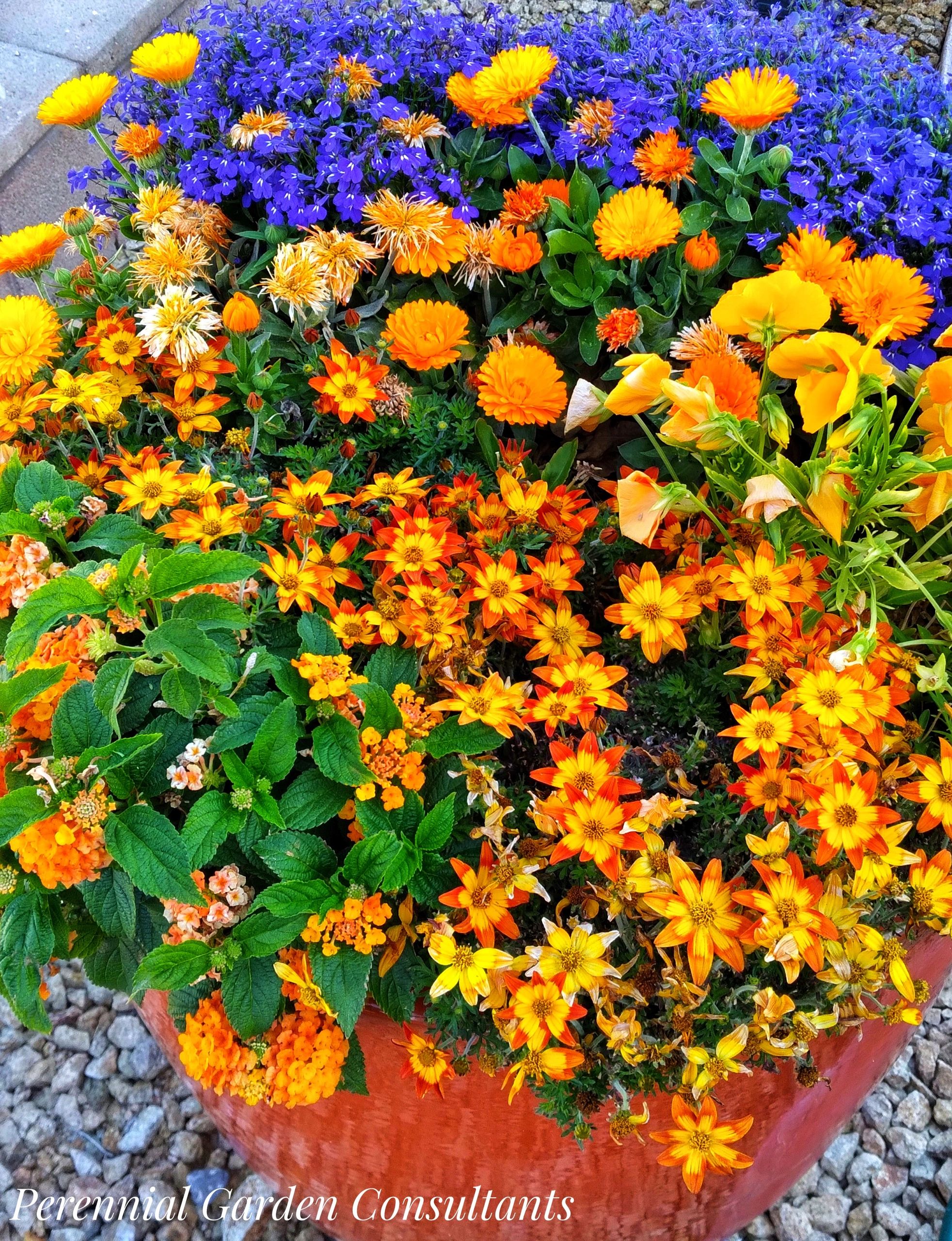Season Containers Designing With Cool Season Containers