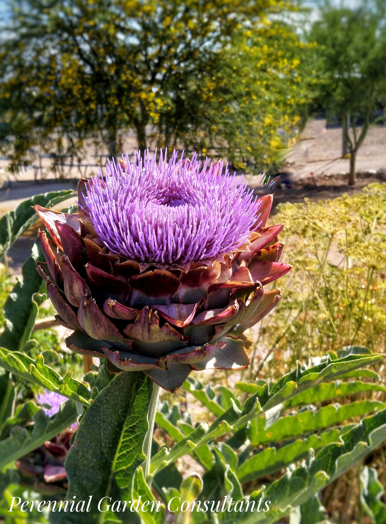 Beautifully Ornamental Edibles