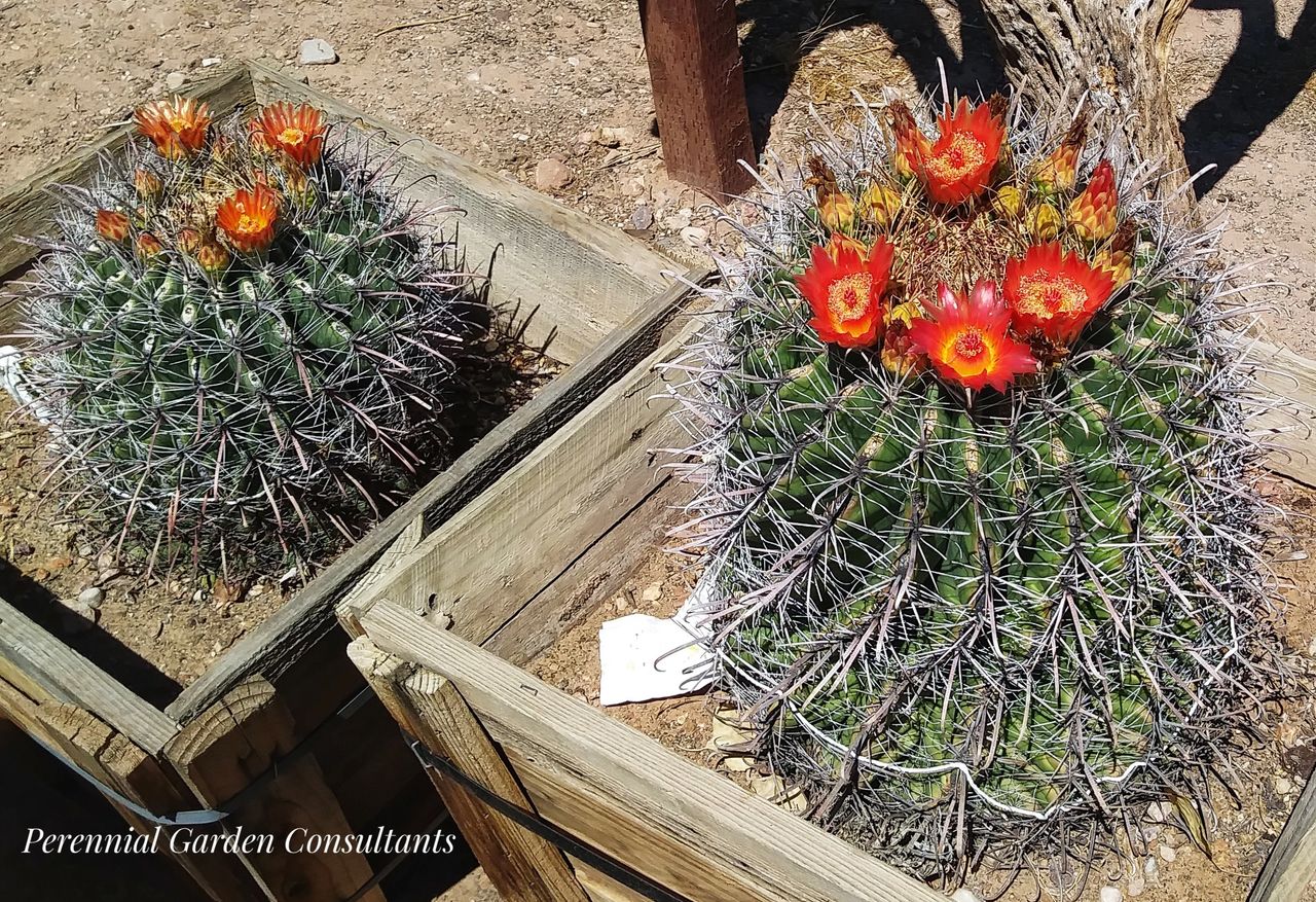 The Secrets of Super Plant Selection