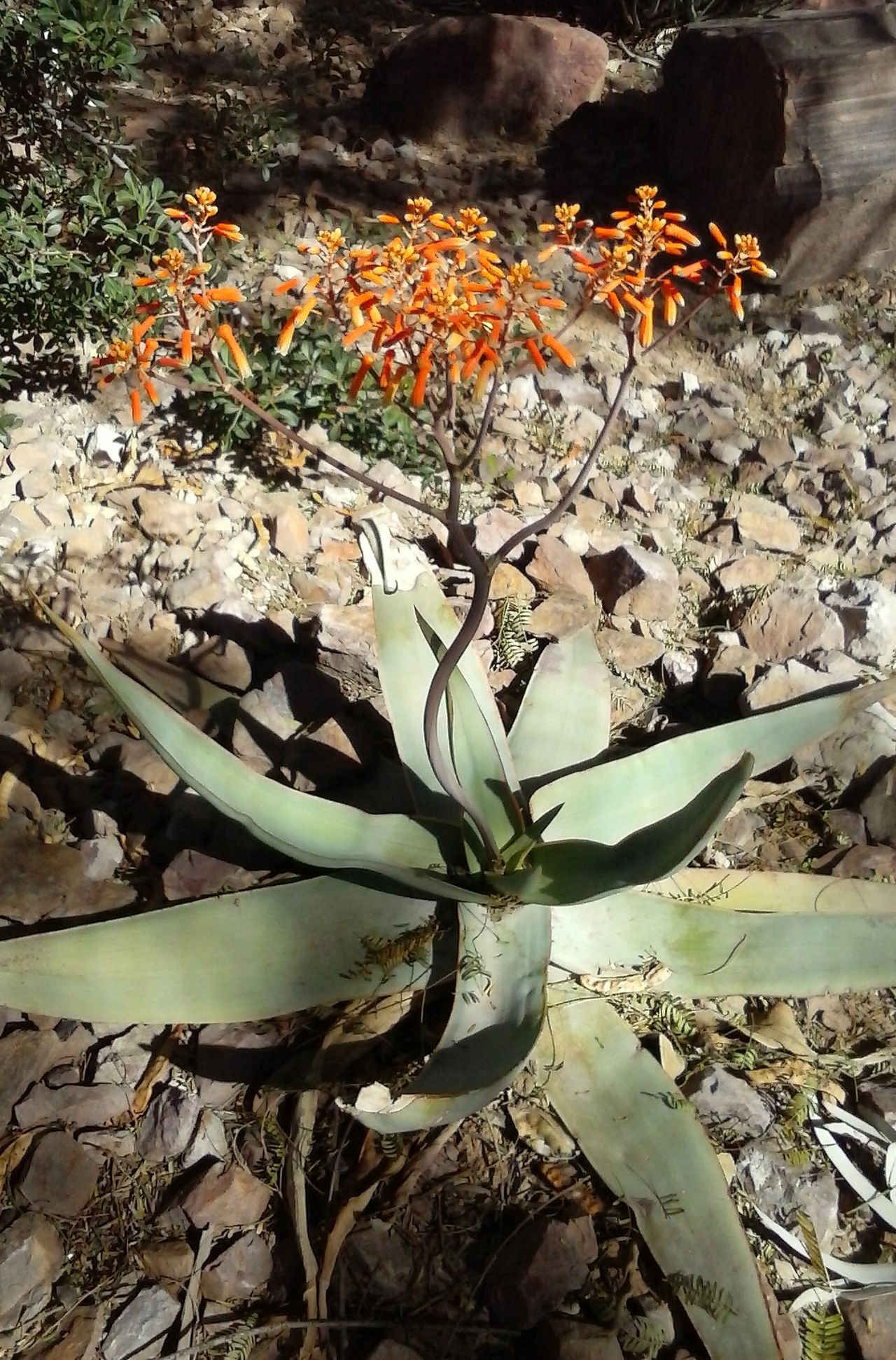 succulents with thorns bud Dwarf Chin Cactus