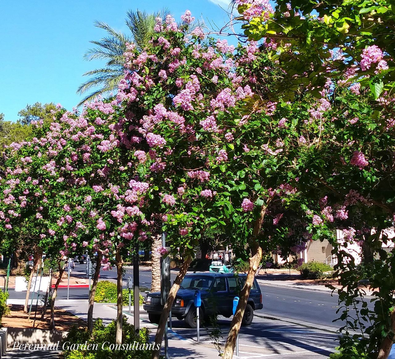 Crape Myrtle is Not a Desert Tree, image size:1280x1161