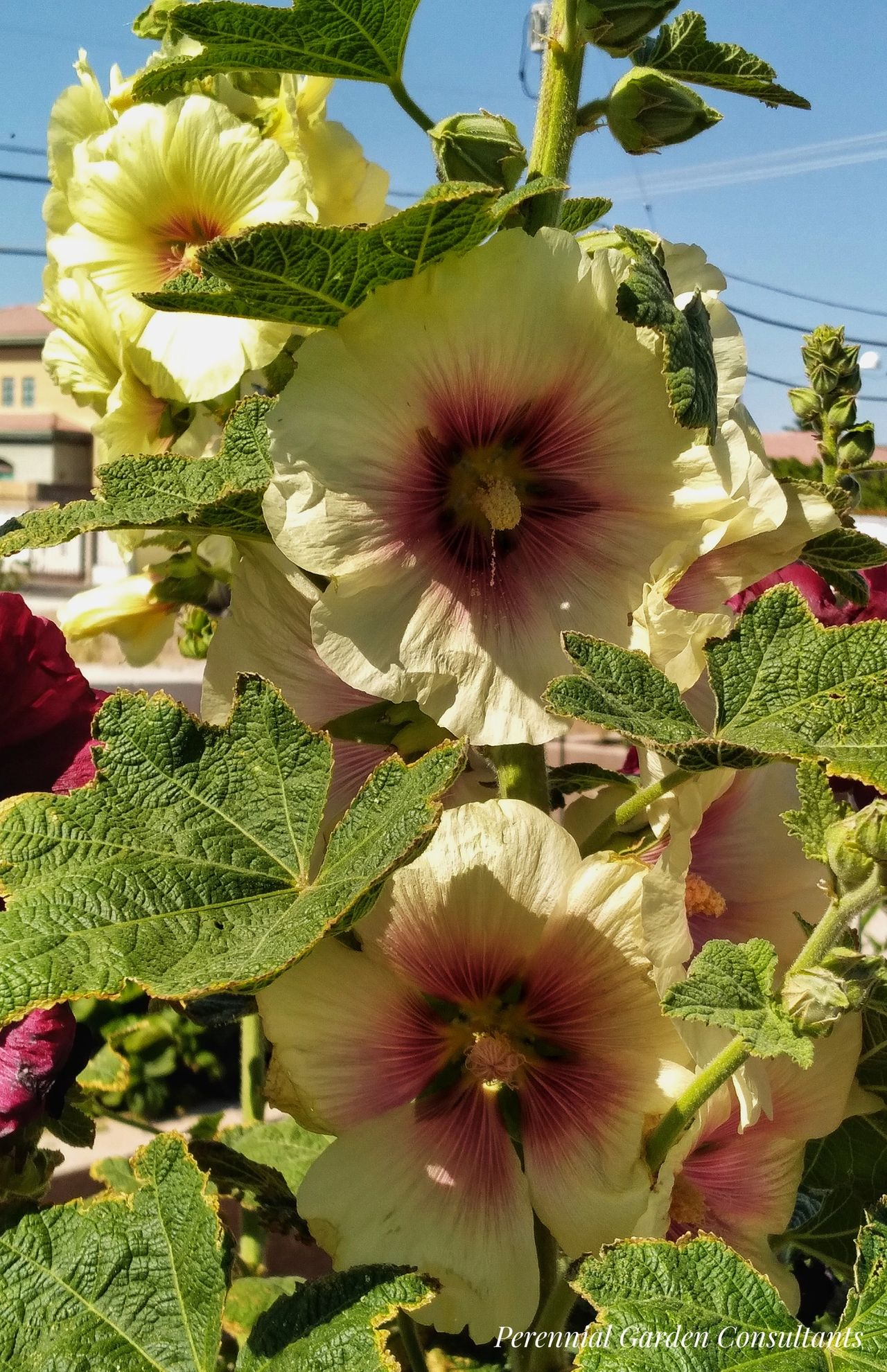 25 Seeds- Alcea Rosea Halo Apricot Hollyhock Garden Flower Climbing Vines