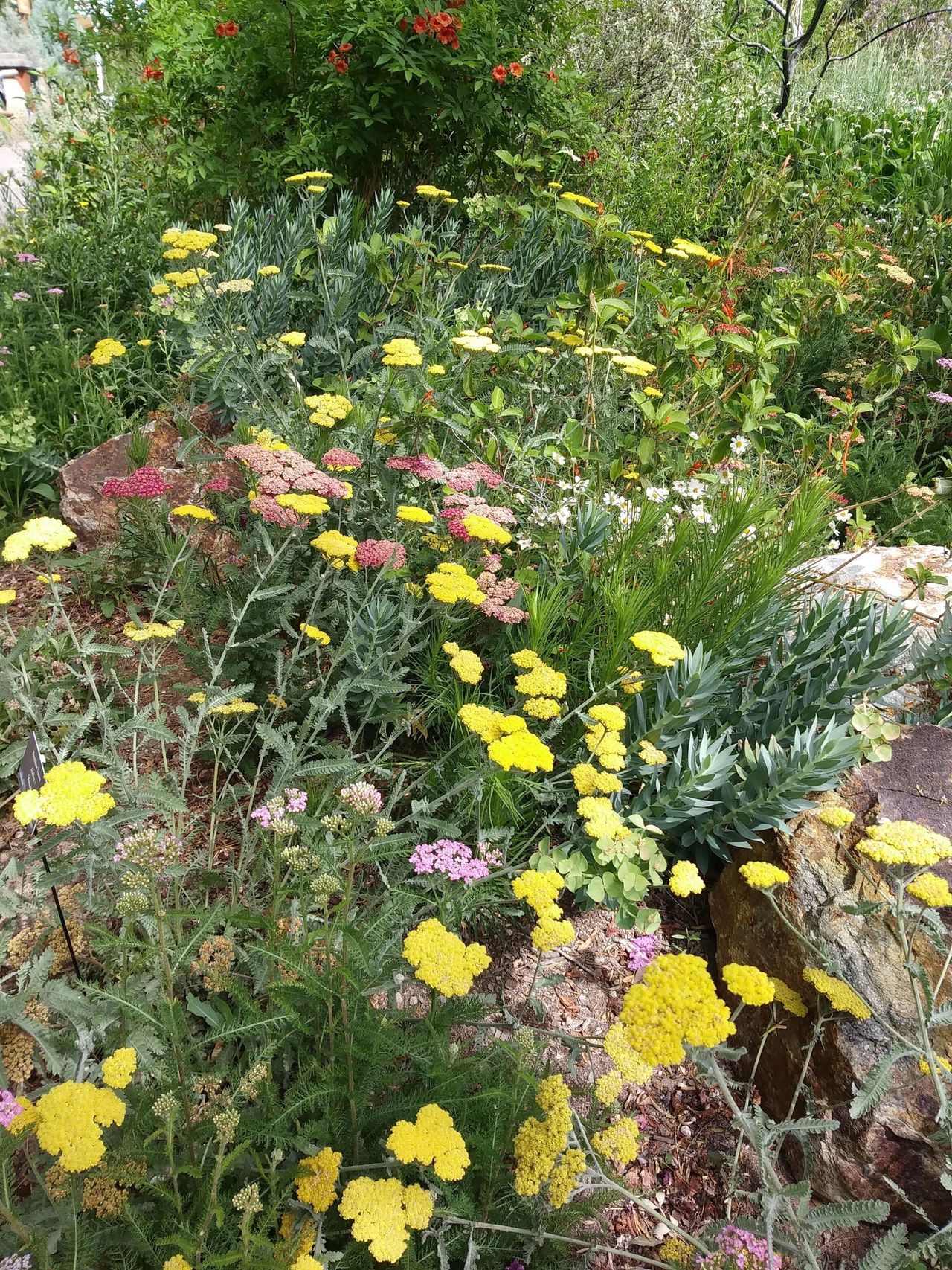 A Desert Cottage Garden