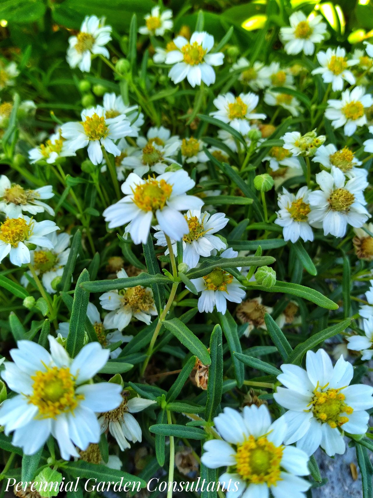 Heat Tolerant Daisies Bloom Like Crazy, image size:1280x1707