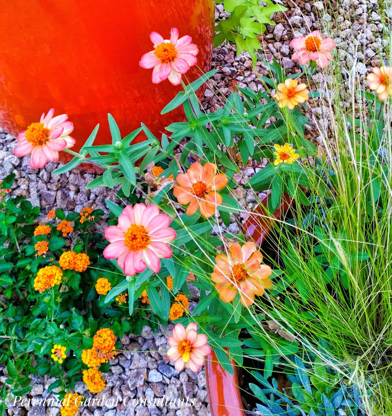 5 Tips for Hot Summer Pots
