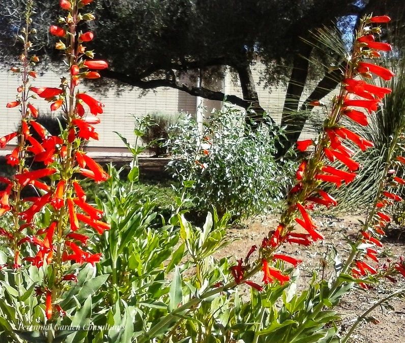 Perfect Penstemons